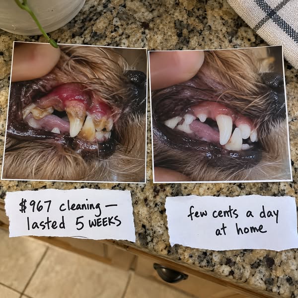Small breed teeth crowd faster than you think