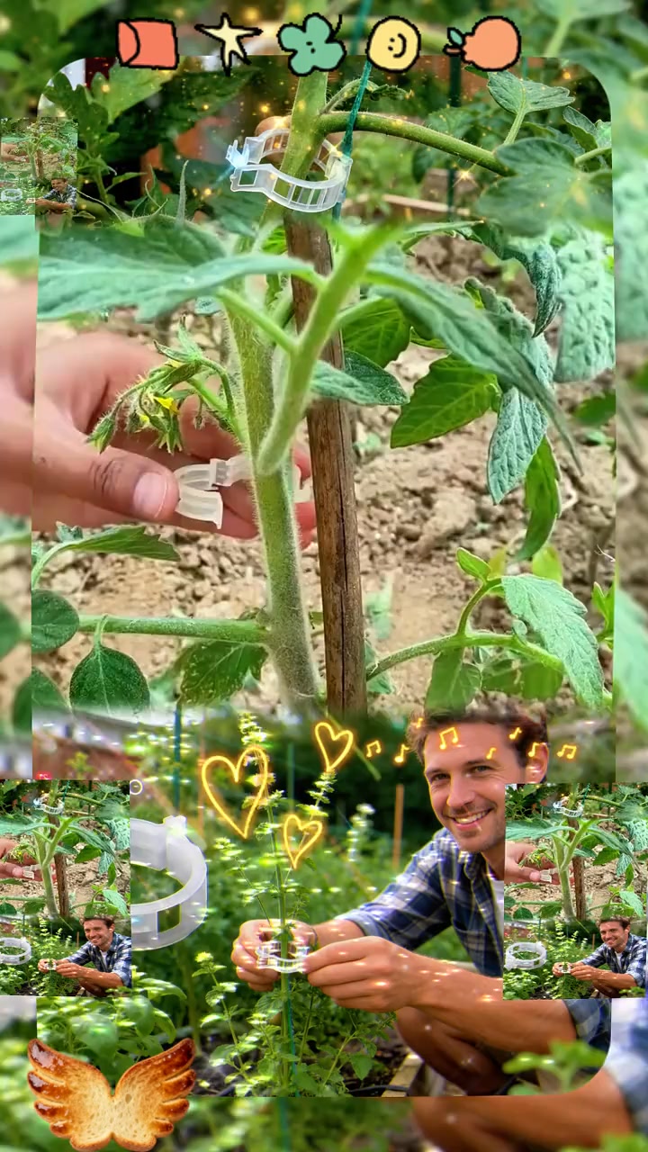 300Pcs Heavy-Duty Tomato Trellis Clips