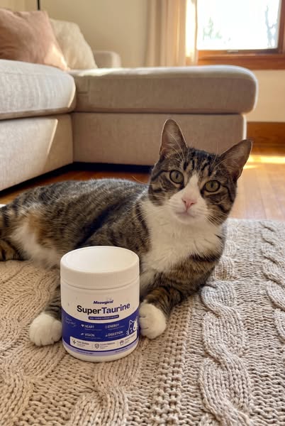 The $40 Mistake That Costs Cat Parents $3,500...