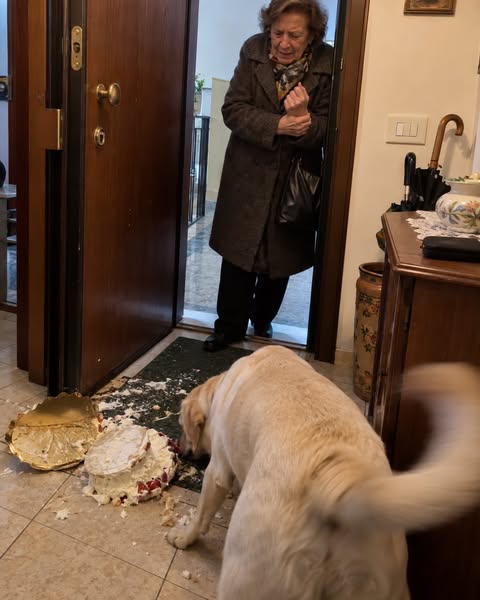 Se hai un Labrador, leggi questo
