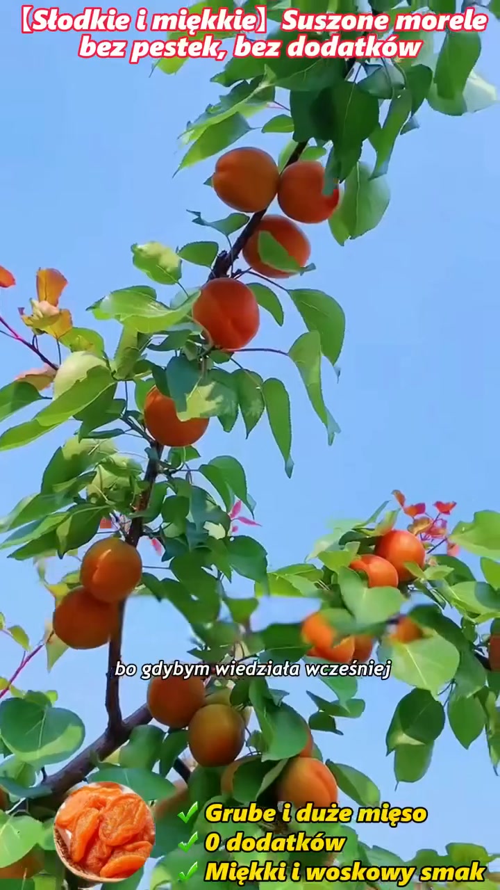 Anúncio de Gipanput living