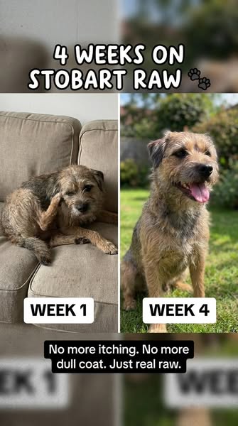 Green to dull coat. Four weeks back.