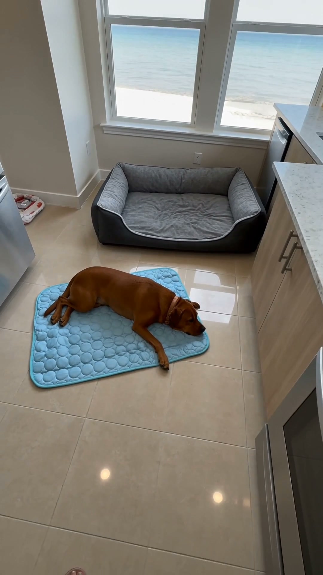 Cool Comfort Wherever Your Dog Goes