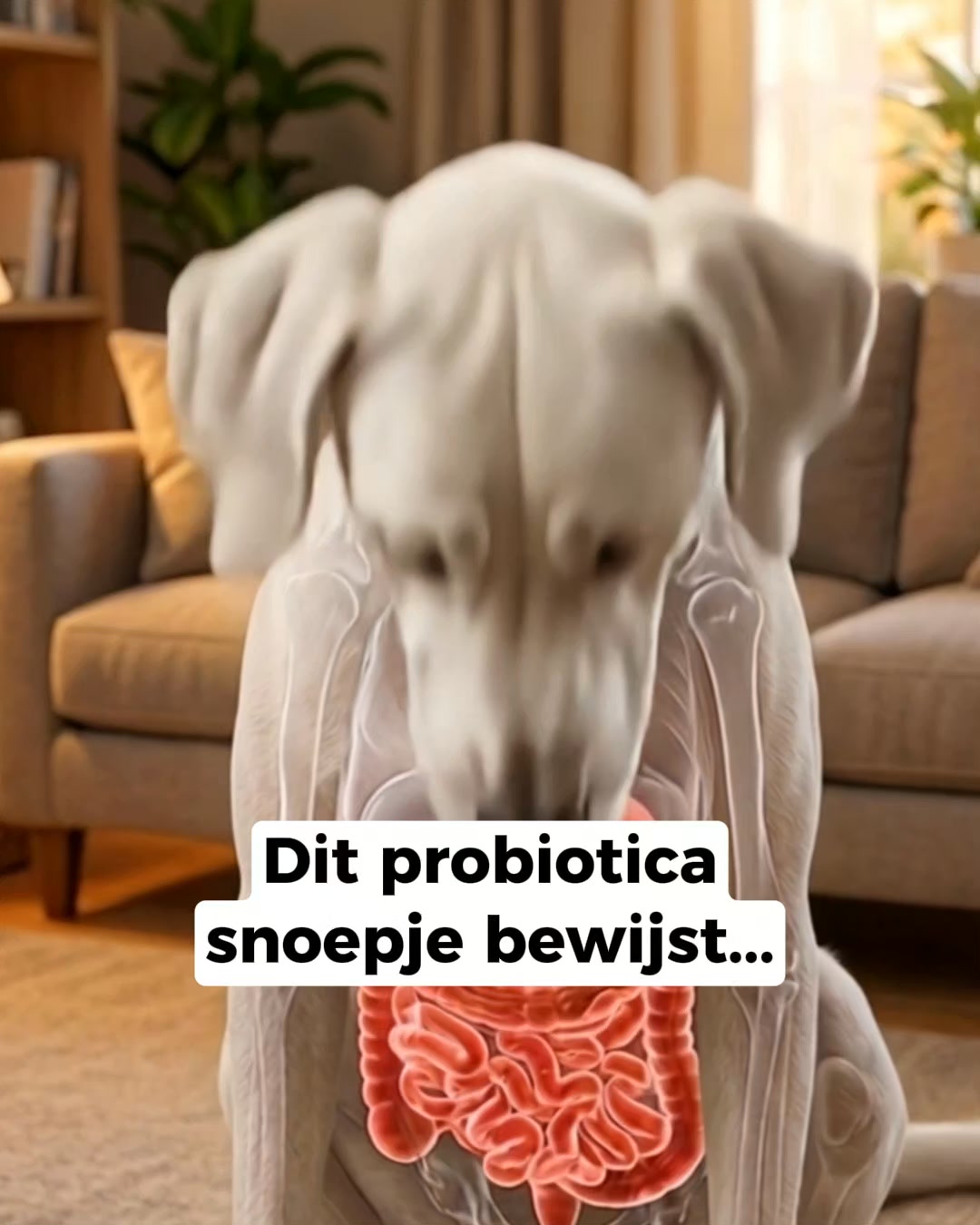 Duizenden baasjes kiezen voor deze oplossing!