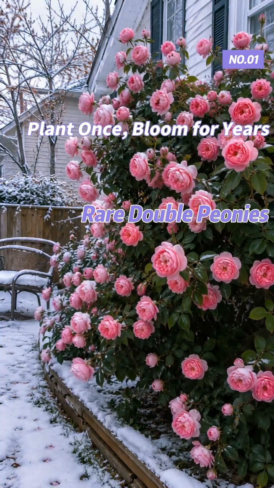 The internet's favorite Peonies is here!