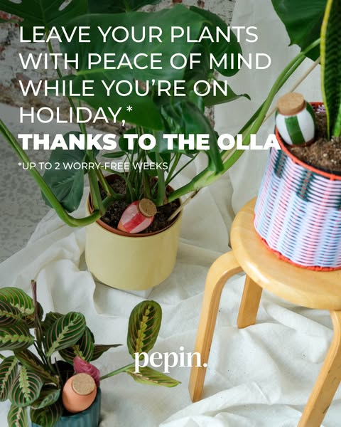 Your plants deserve a holiday too