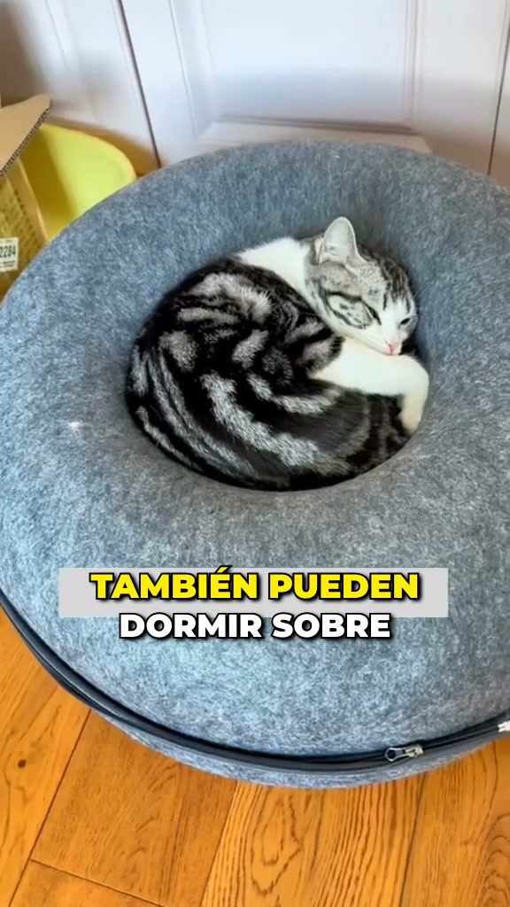 Salva tu sofá de las uñas de tu gato