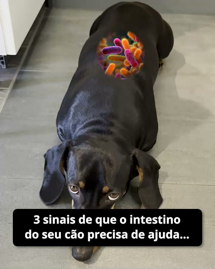 Probióticos SciPet para Cães