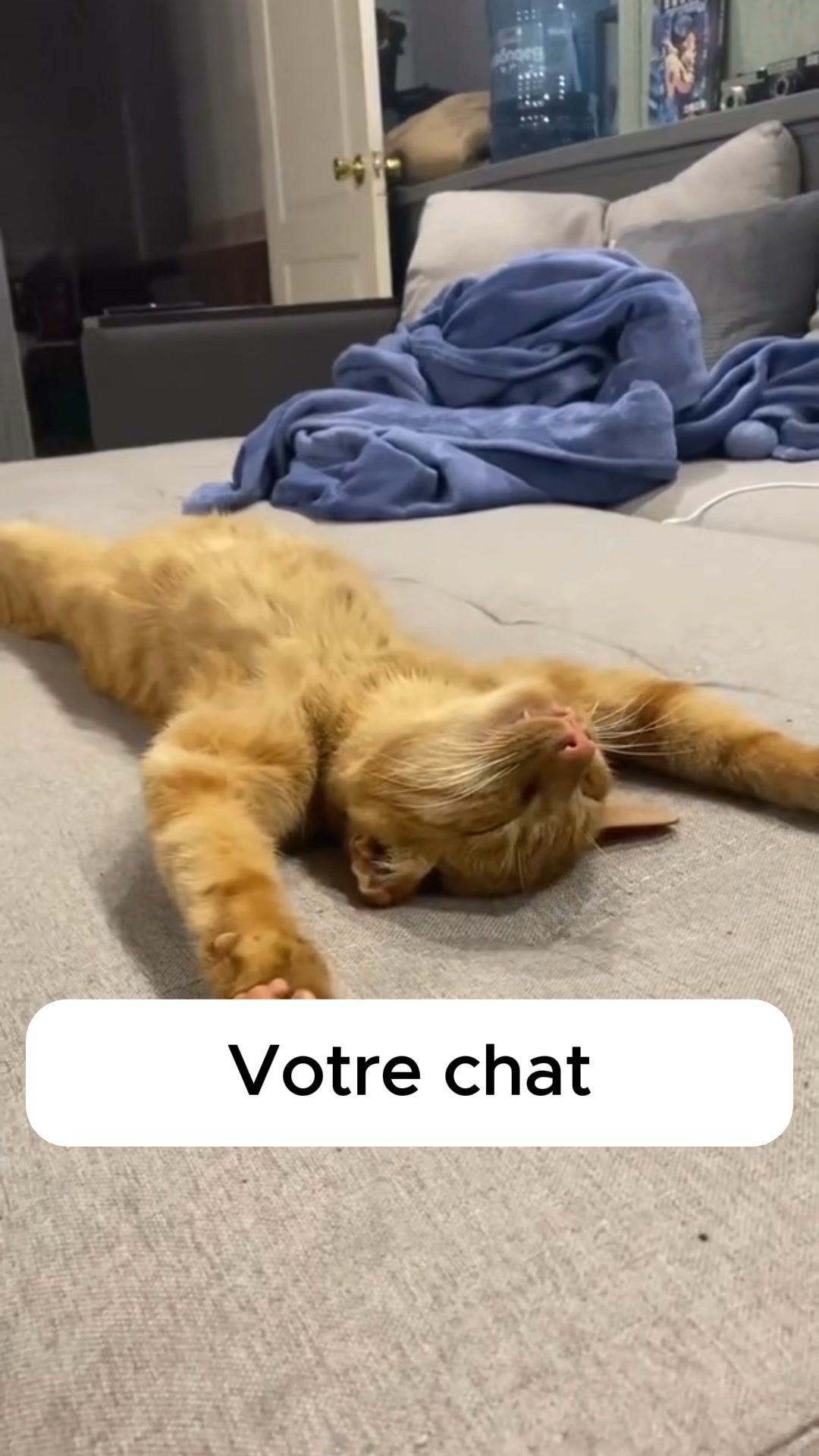 #1 Jouet pour chat