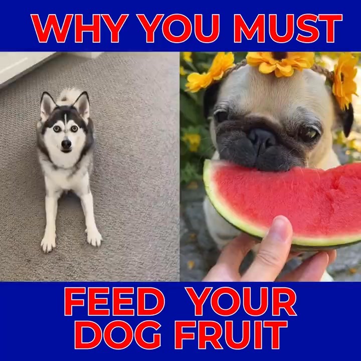 Top UK Vet Recommends These "Healthy Dog Desserts"