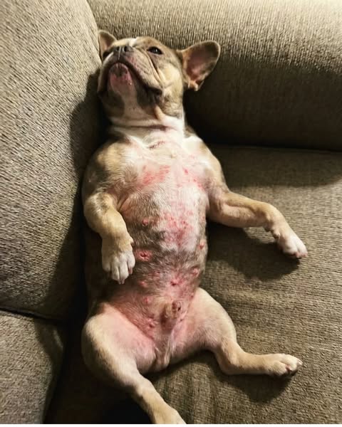 Bear Died At 8. Bodhi Started Doing The Same Thing