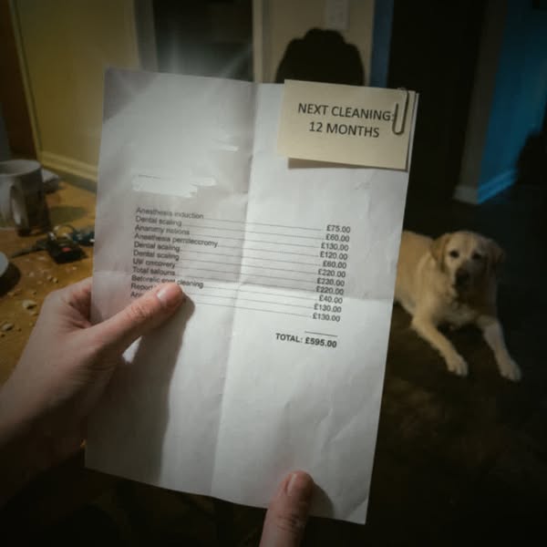 I Have Paid For Two Dental Cleanings On The Same Dog