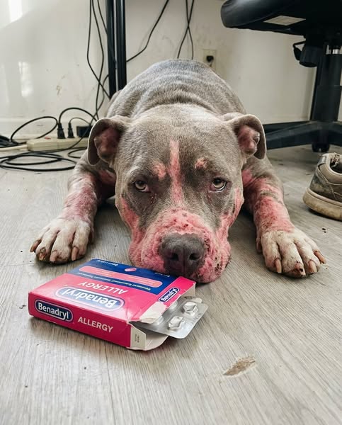 Read this if your pit bull has allergies
