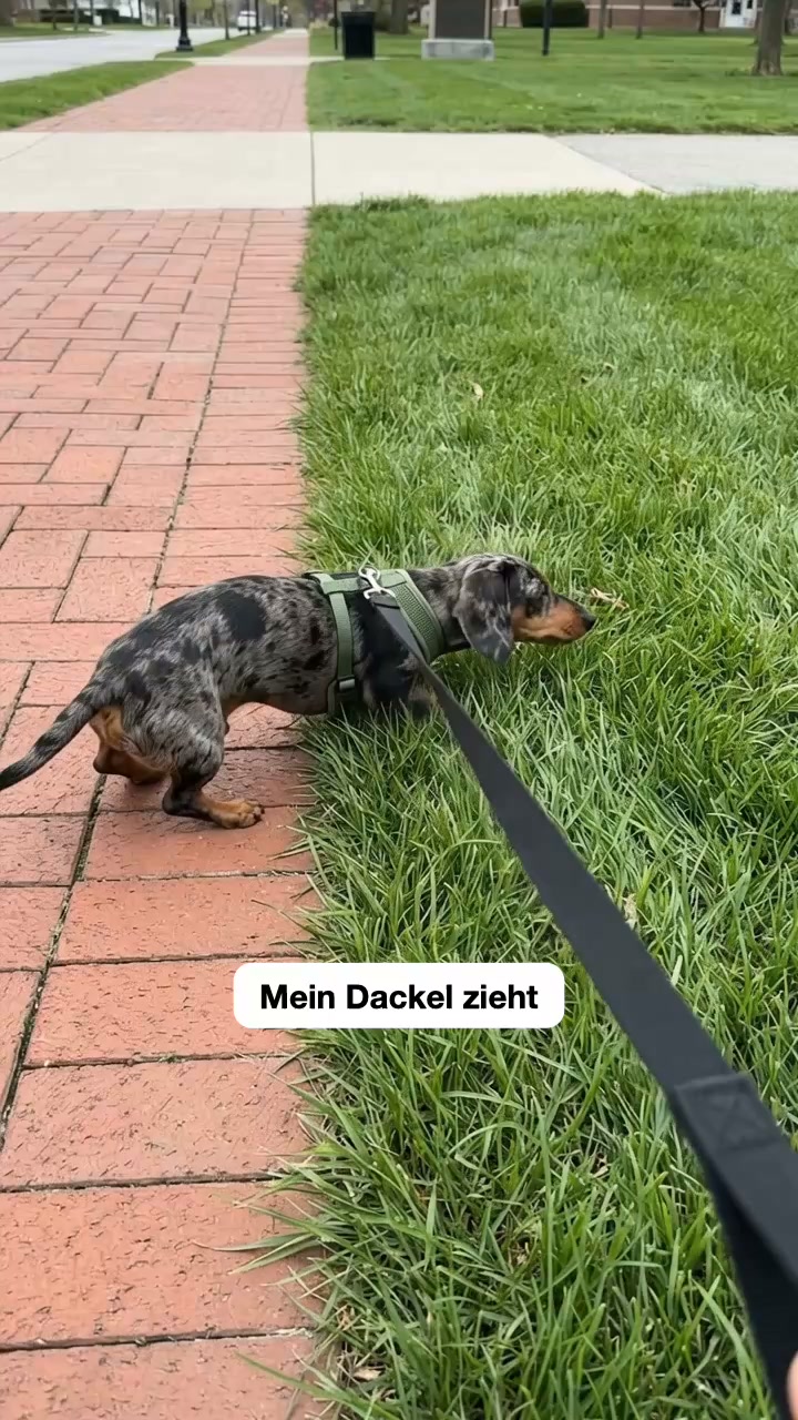 Speziell für Dackel entwickelt