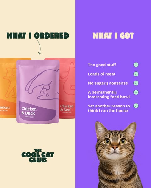 Over 10,000+ happy cats!