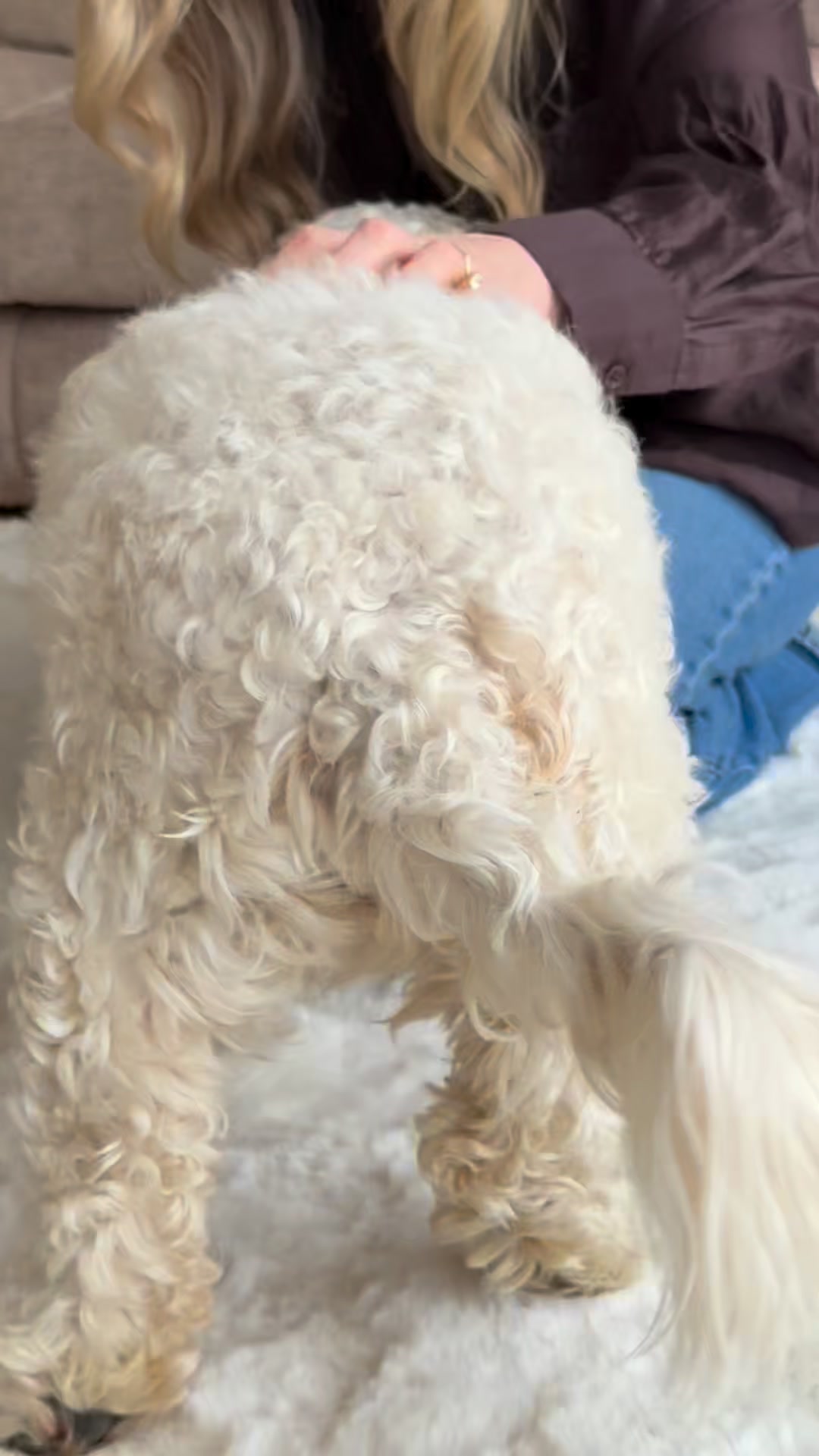 Upgrade Your Pup’s Everyday