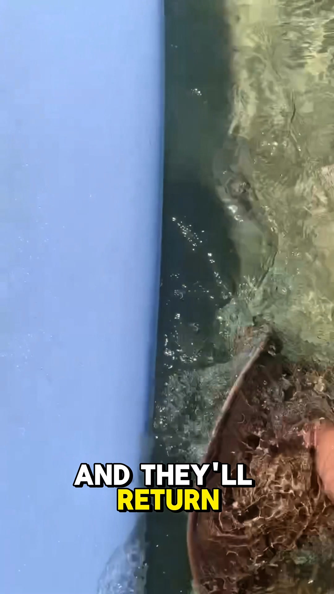 Virtually Indestructible