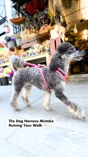 The Dog Harness Mistake Ruining Your Walk