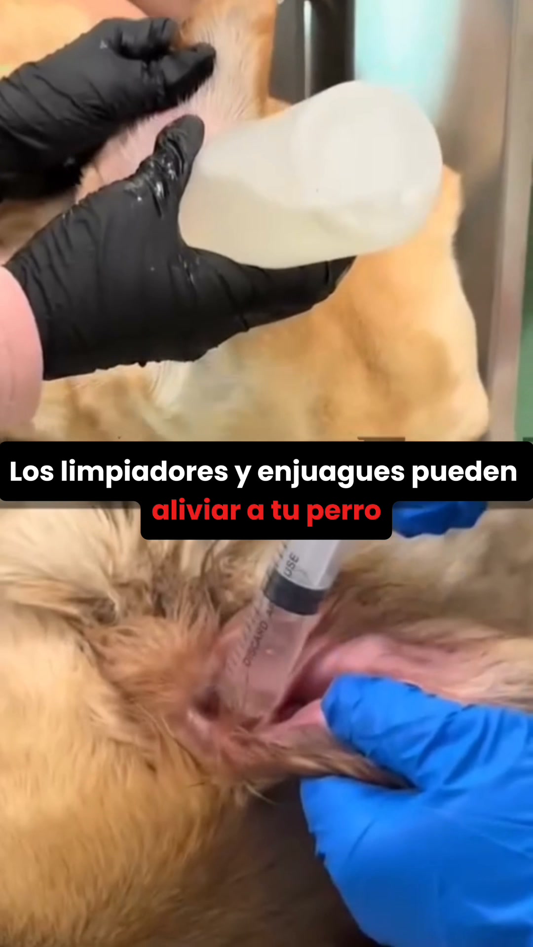 En Peludos, la salud de tu perro está en buenas manos