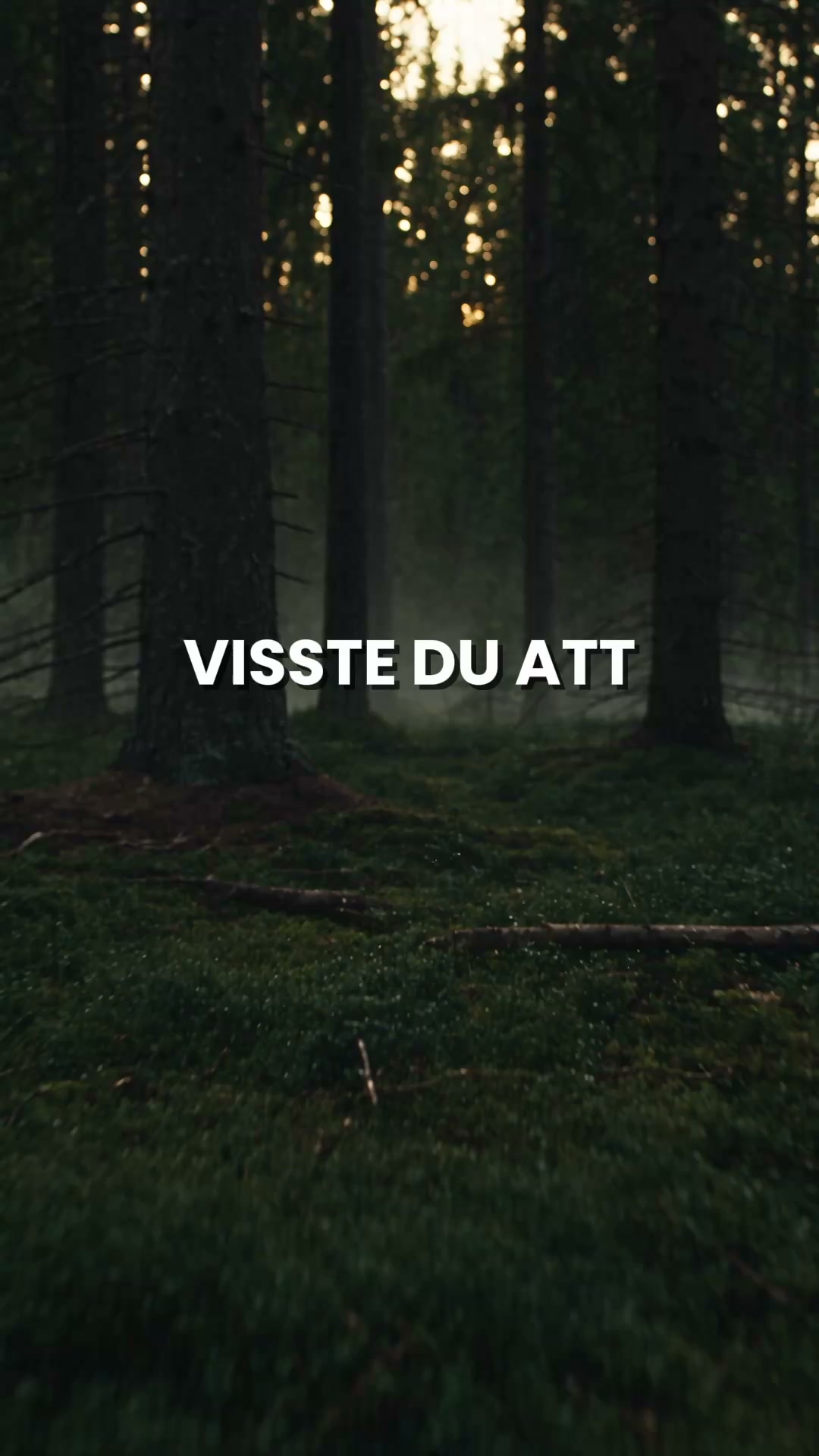 Handla 3-pack med fri frakt