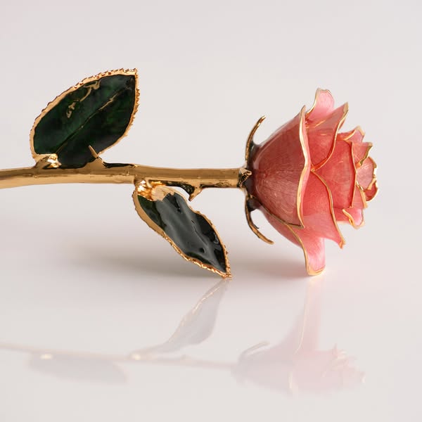 Blush – Open Bloom Eternal Rose
