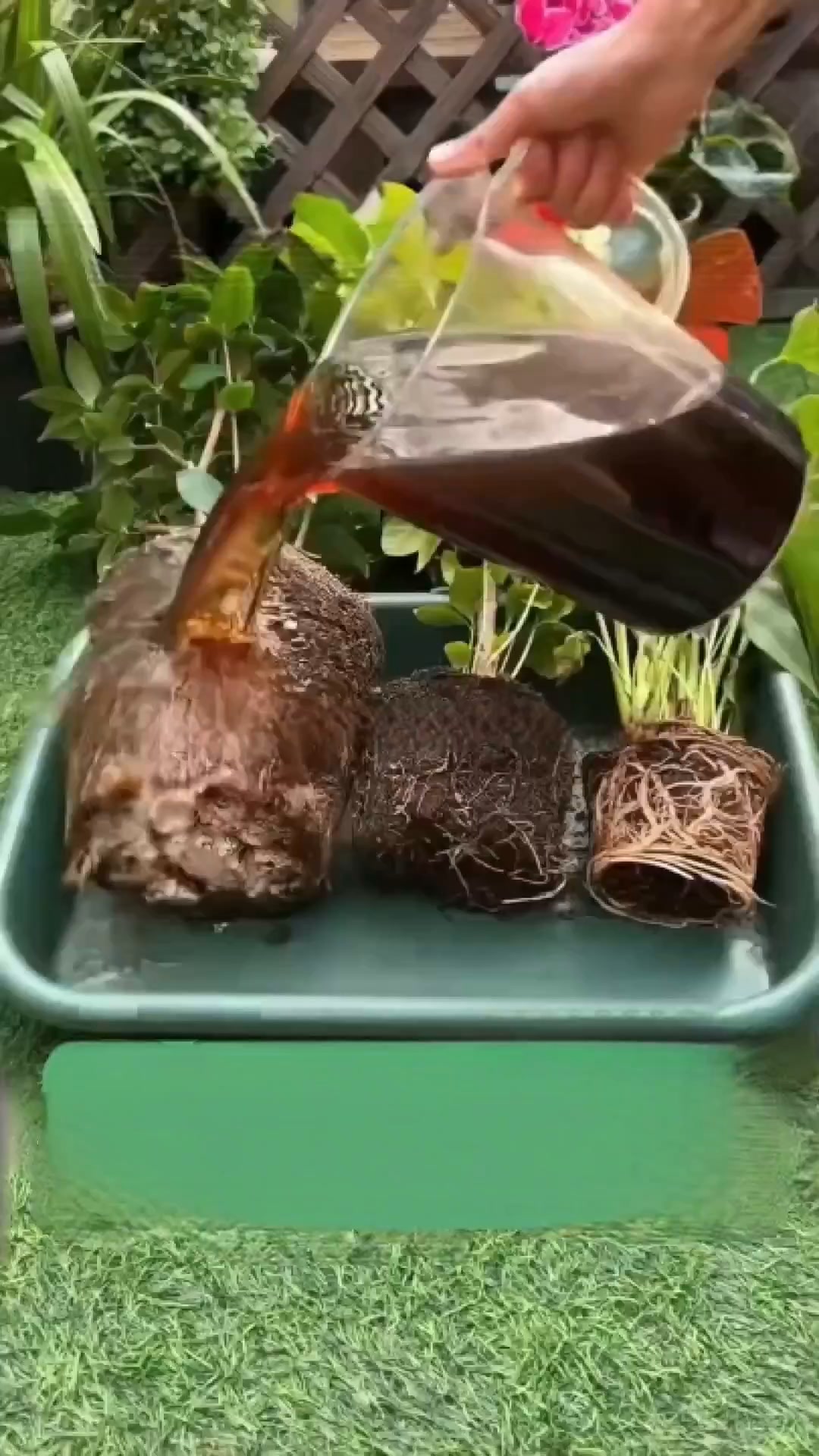 Las plantas absorben al instante, tú cosechas antes.