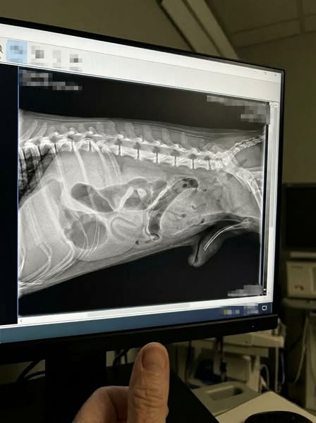 Vet Tech Exposes the "Safe" Chew