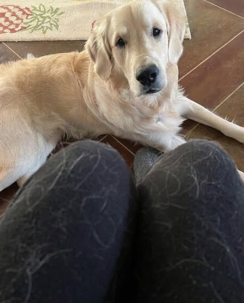 Your Golden Should Only Shed Twice a Year