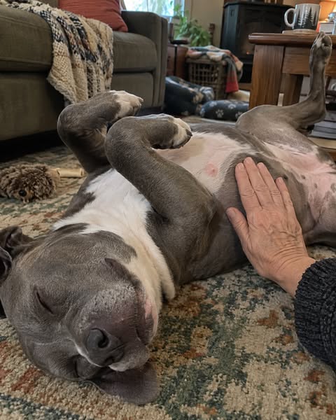 Belly, Paws, Ears, Meds. A Groomer Of Twenty-Two Years Told Me The Order.