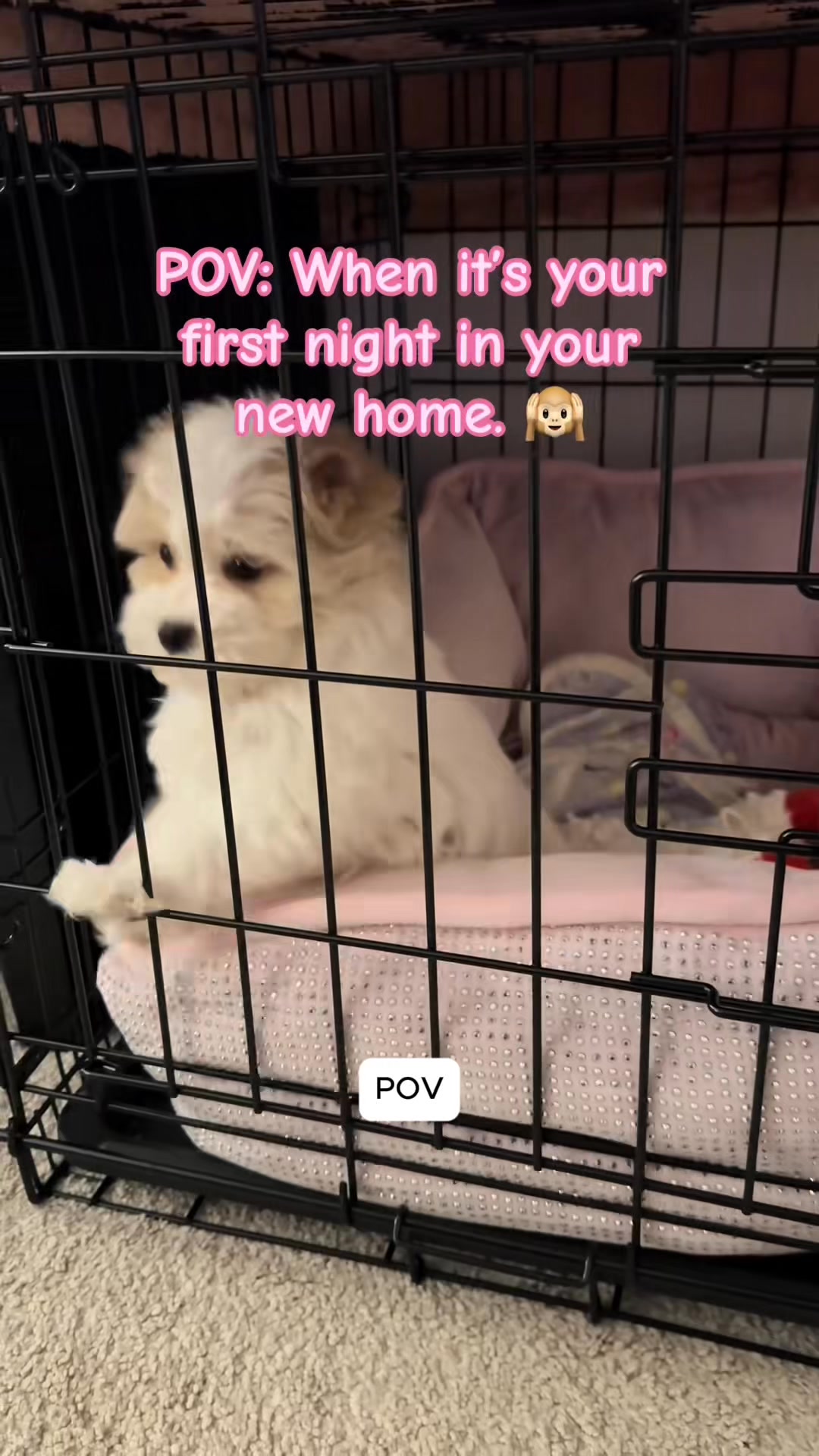 Your Puppy's Crying. 50,000+ Parents Know Exactly How to Fix It.