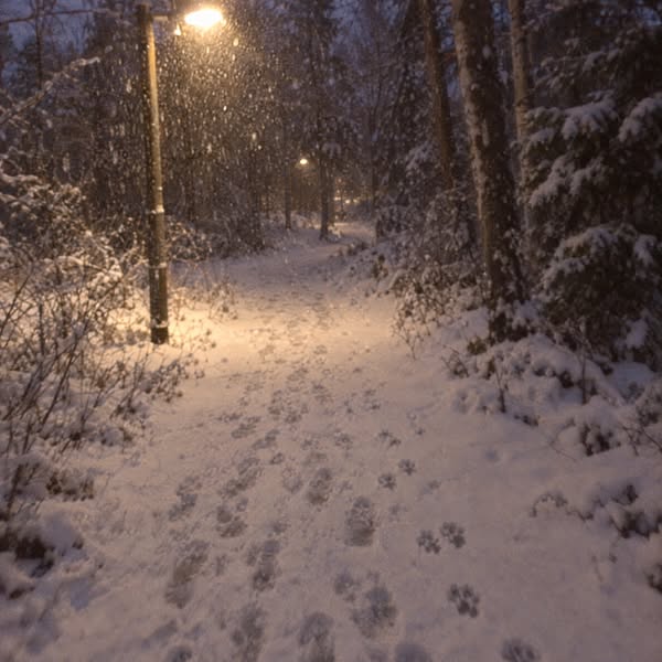 Vad jag lärt mig om valpar och selar som hundtränare
