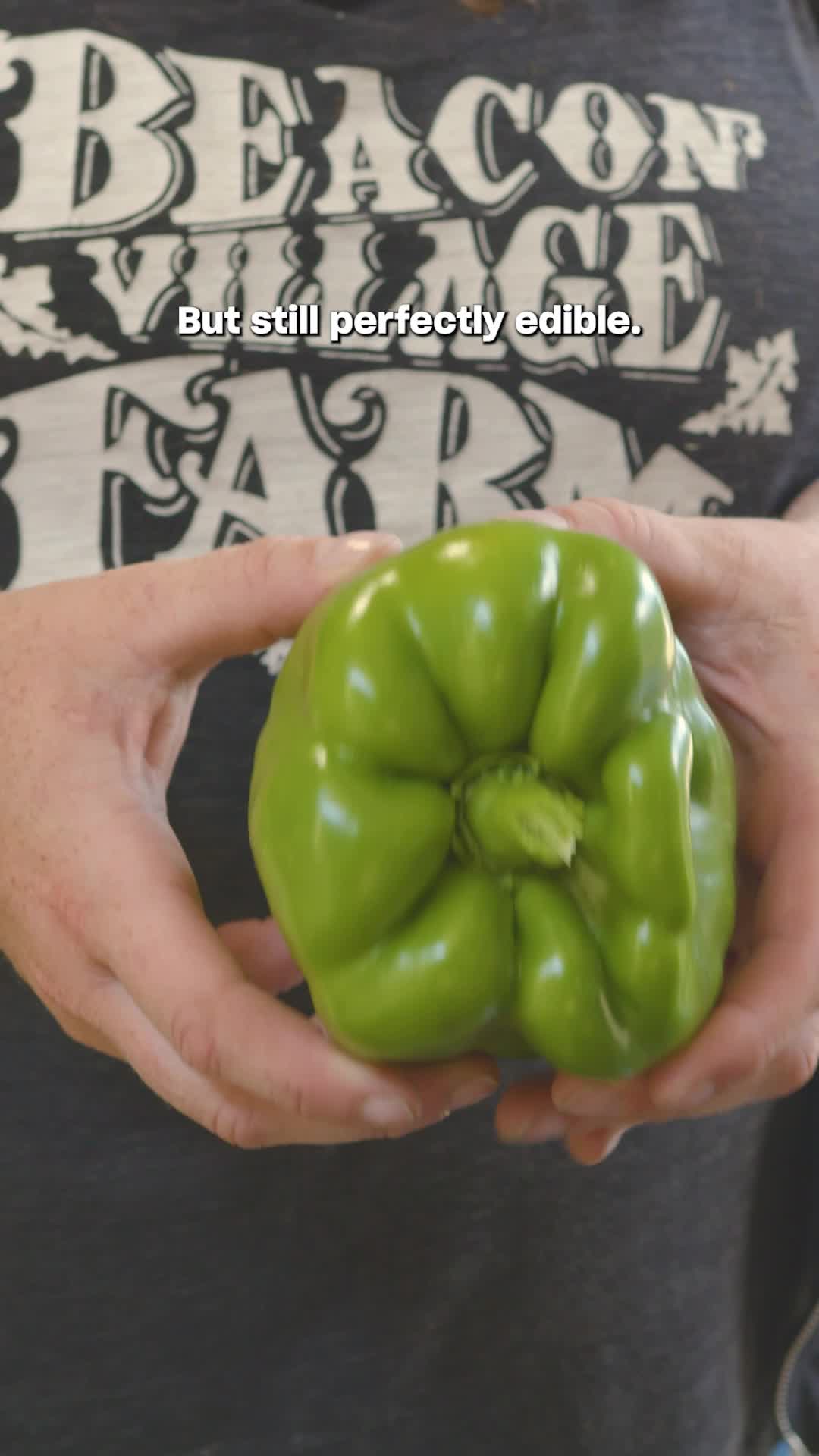 Fresh Finds, Every Week