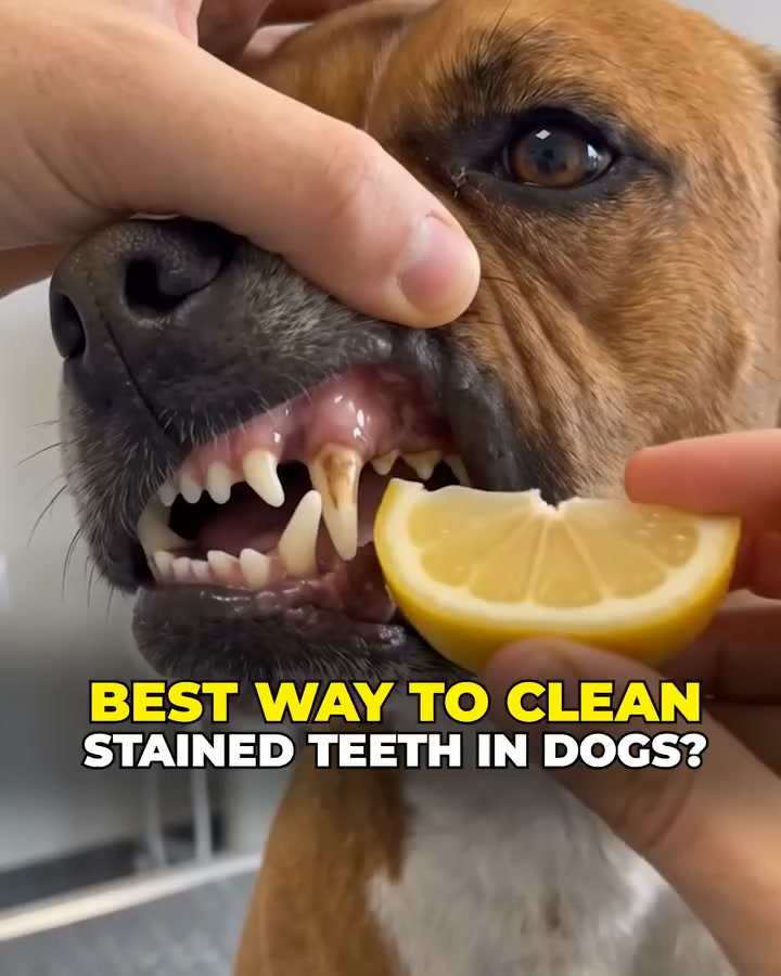 Do This to Eliminate Doggie Breath (Genius)