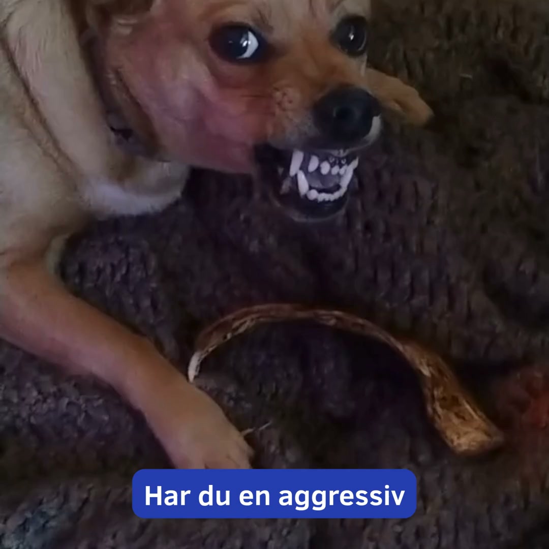 För en lugnare hund