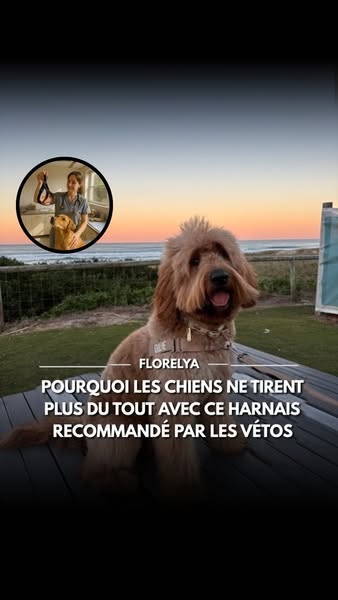 Tous les harnais anti-traction ne se valent pas