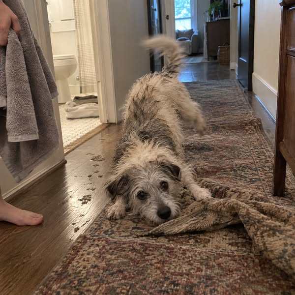 For anyone with an older dog