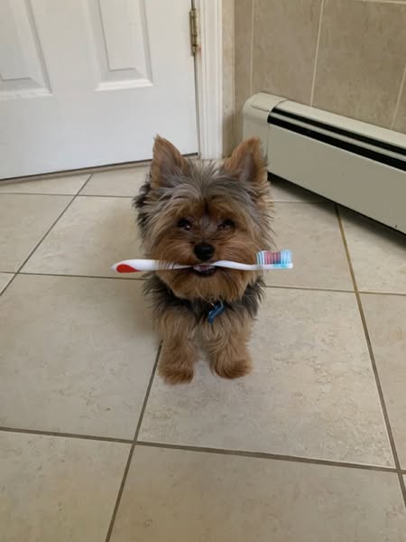 Three Months. Same Dog. Different Mouth.