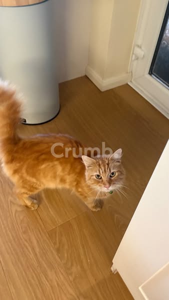 Missing Cat: Grogu