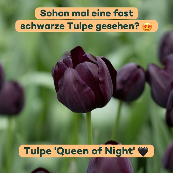 Queen of Night: fast schwarz und 50-60 cm hoch