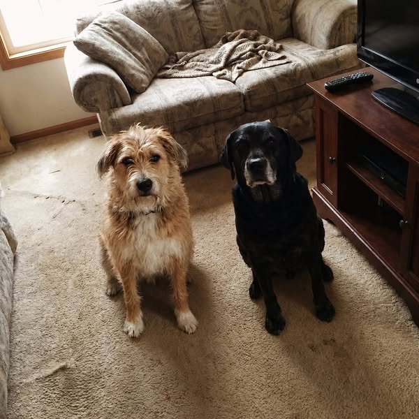 Lisez ça si vous avez un chien