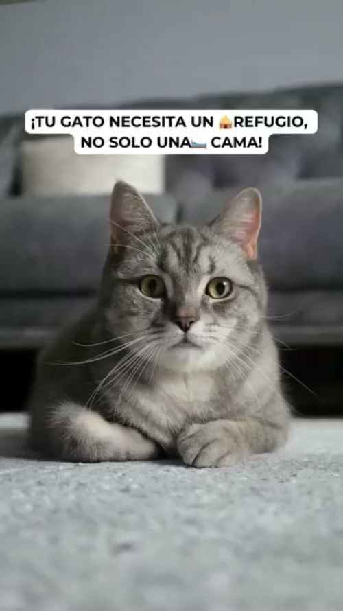 Salva tu sofá de las uñas de tu gato