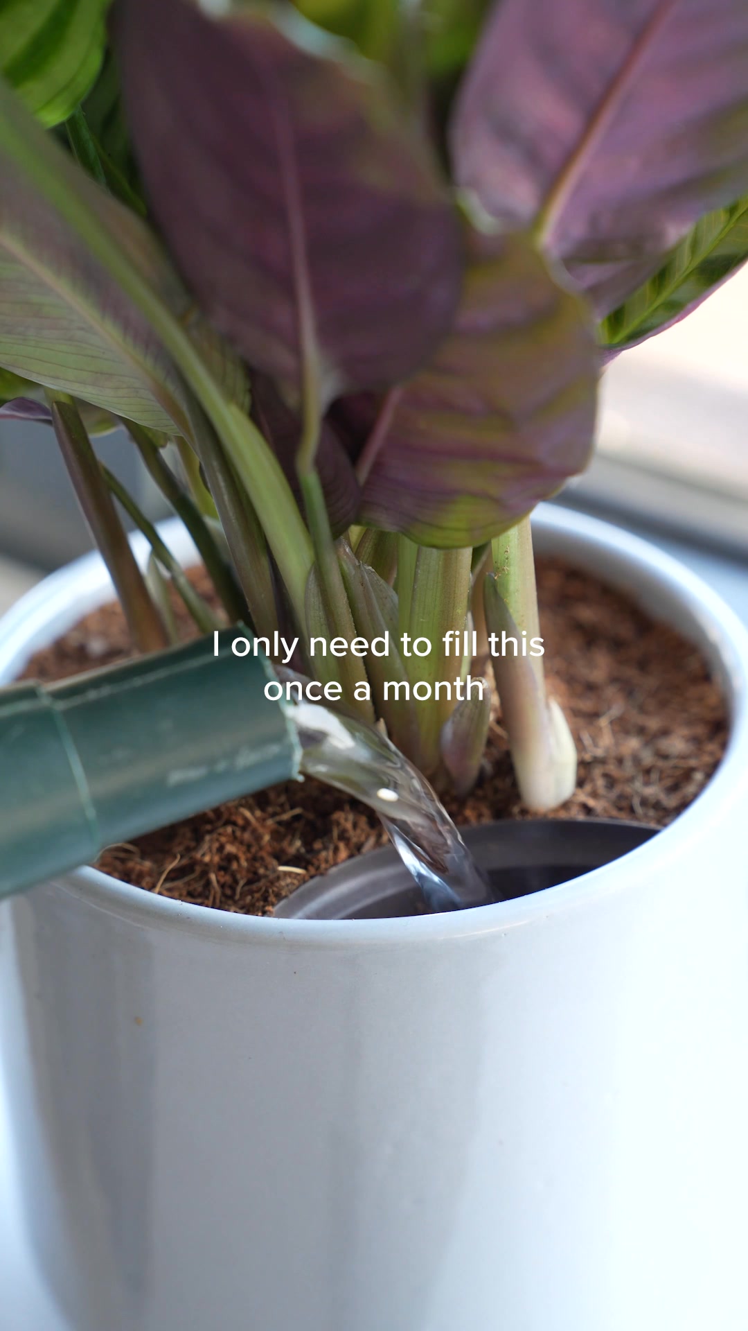 These are NO ordinary plants!