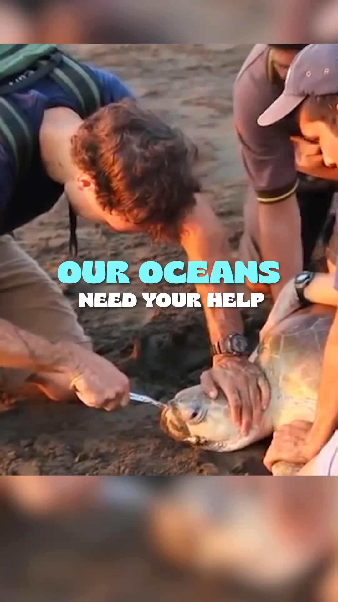 For Those Who Love the Ocean