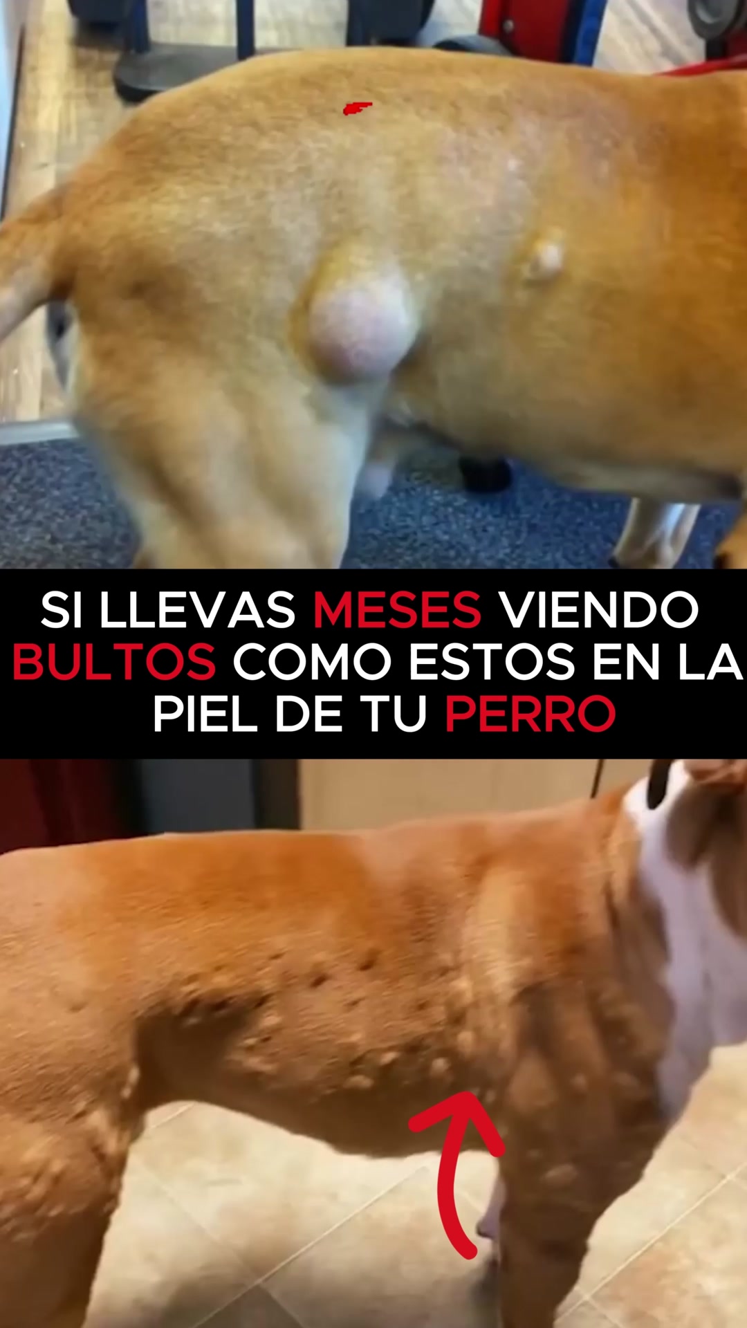 Envío GRATIS en 24/48h