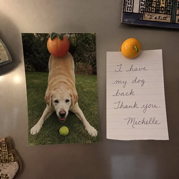 An owner stole something from my dog daycare. I sent her the link to buy her own.