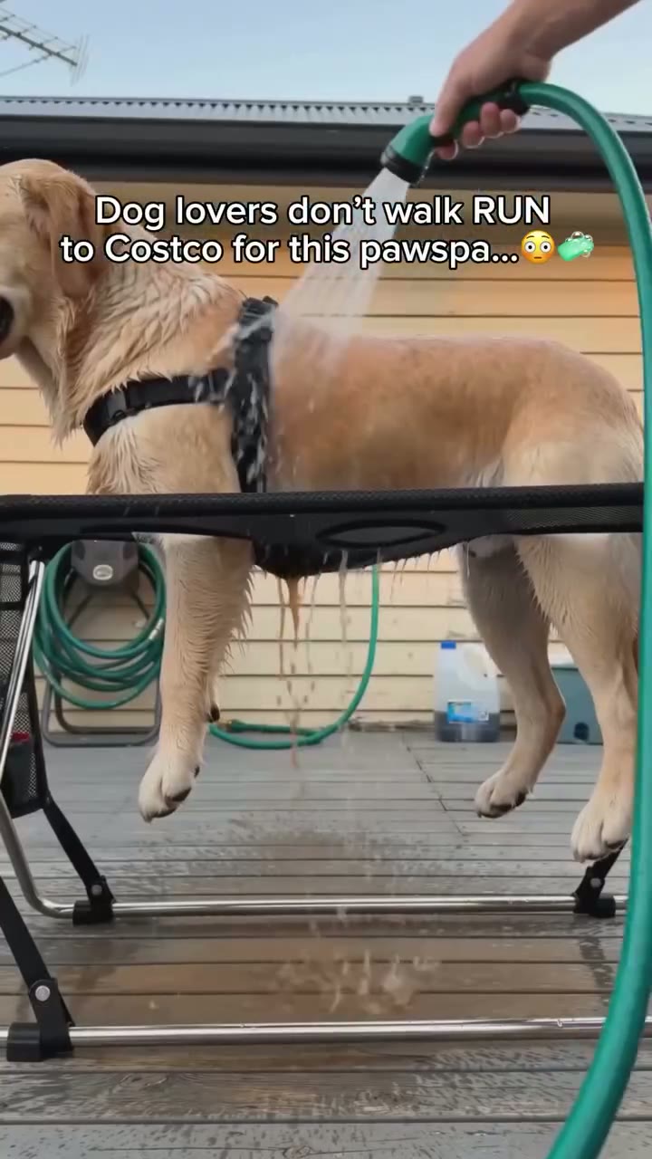 Three Hands And A Dog