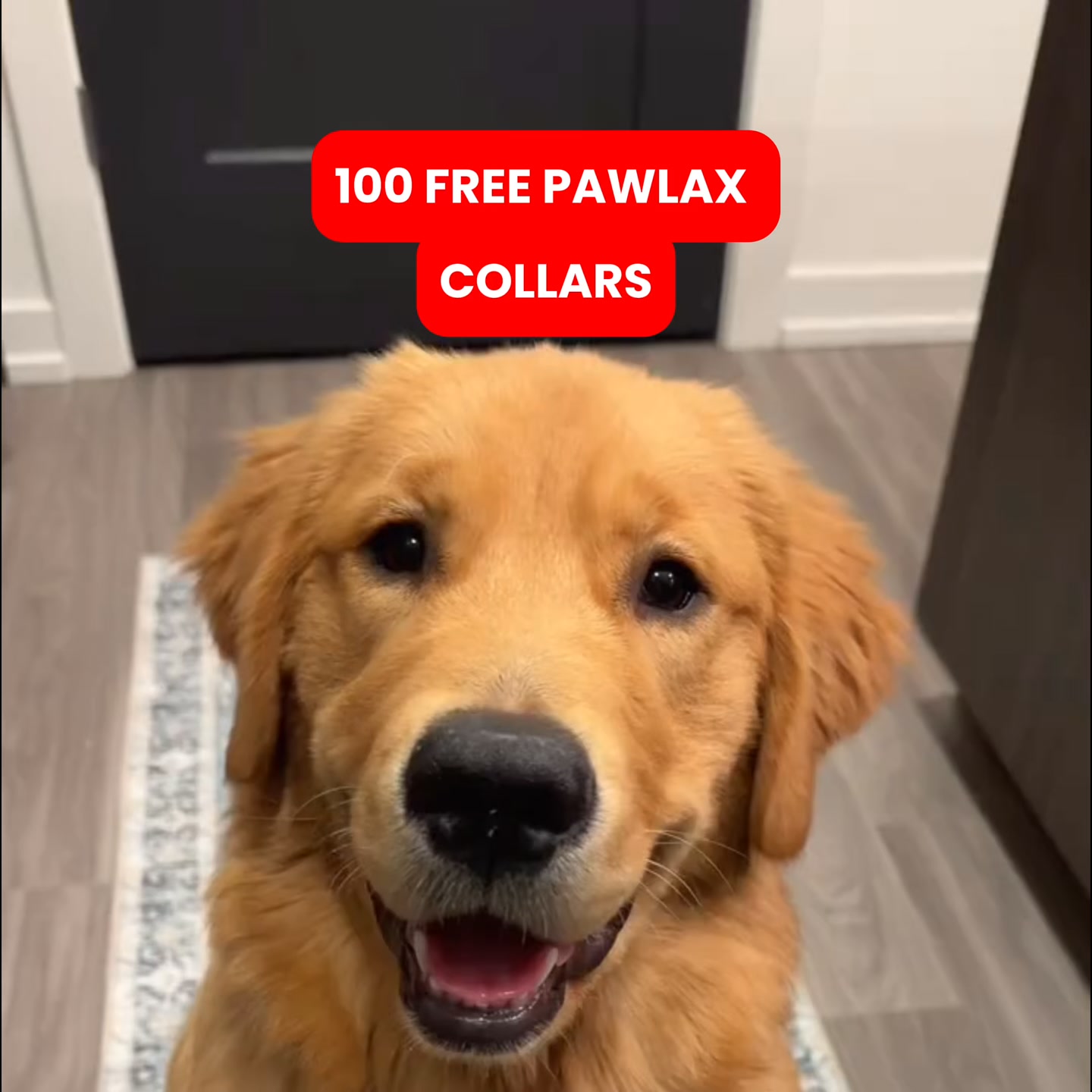 Free Today (Shipping Fee Applies)