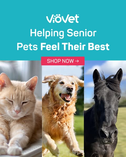 Care for Senior Cats