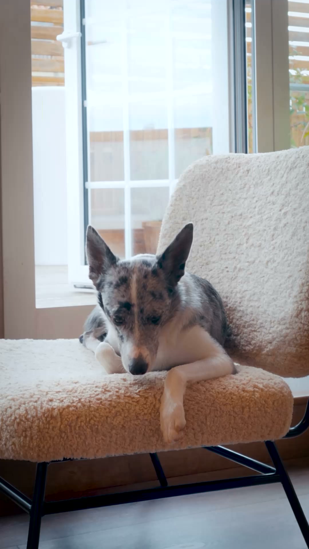 Idrata il tuo cane con cibo vero