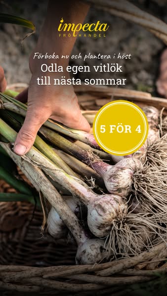 Förboka vitlök nu